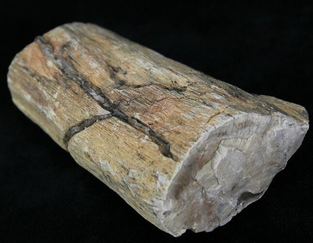 Unpolished Petrified Wood Limb - Blue Forest #28979